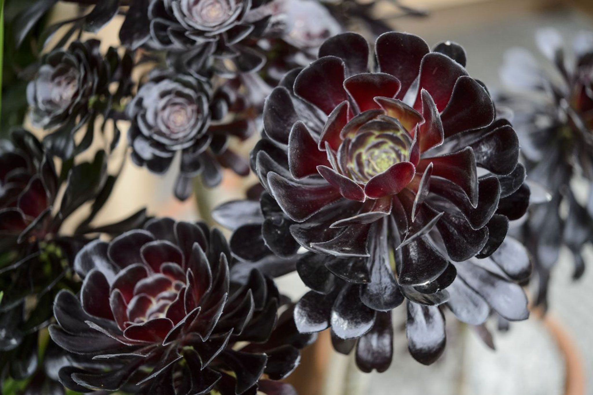 Aeonium Arboreum ‘Zwartkop’