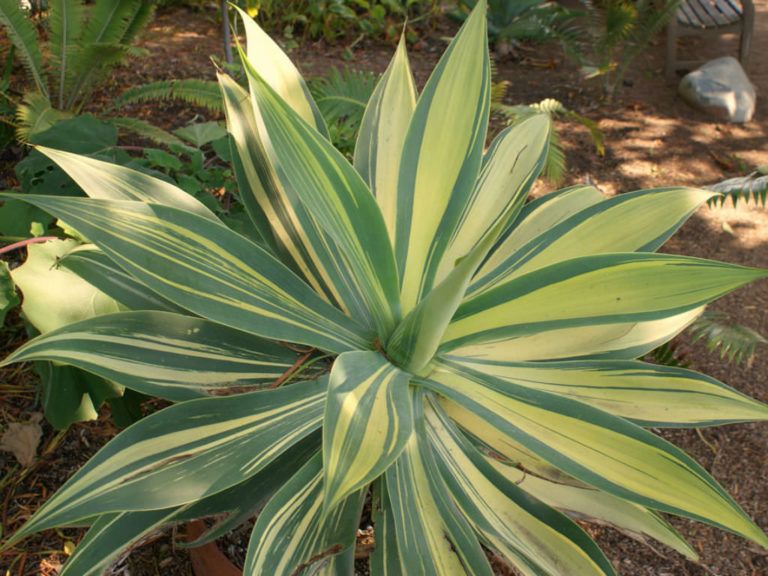 Variegated Agave