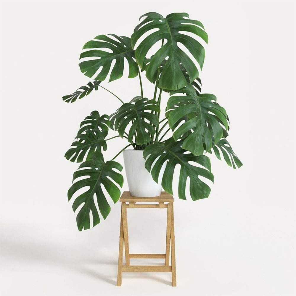 Standing Planter and Split Leaf Philodendron