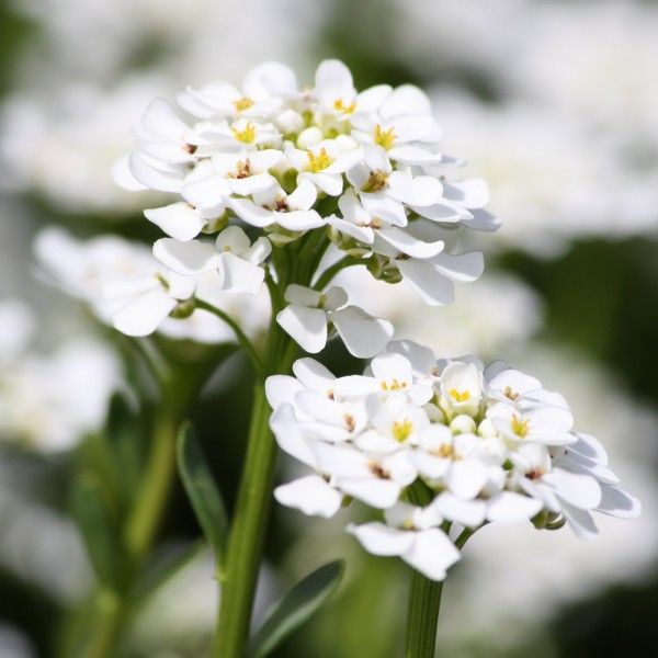 Sweet Alyssum