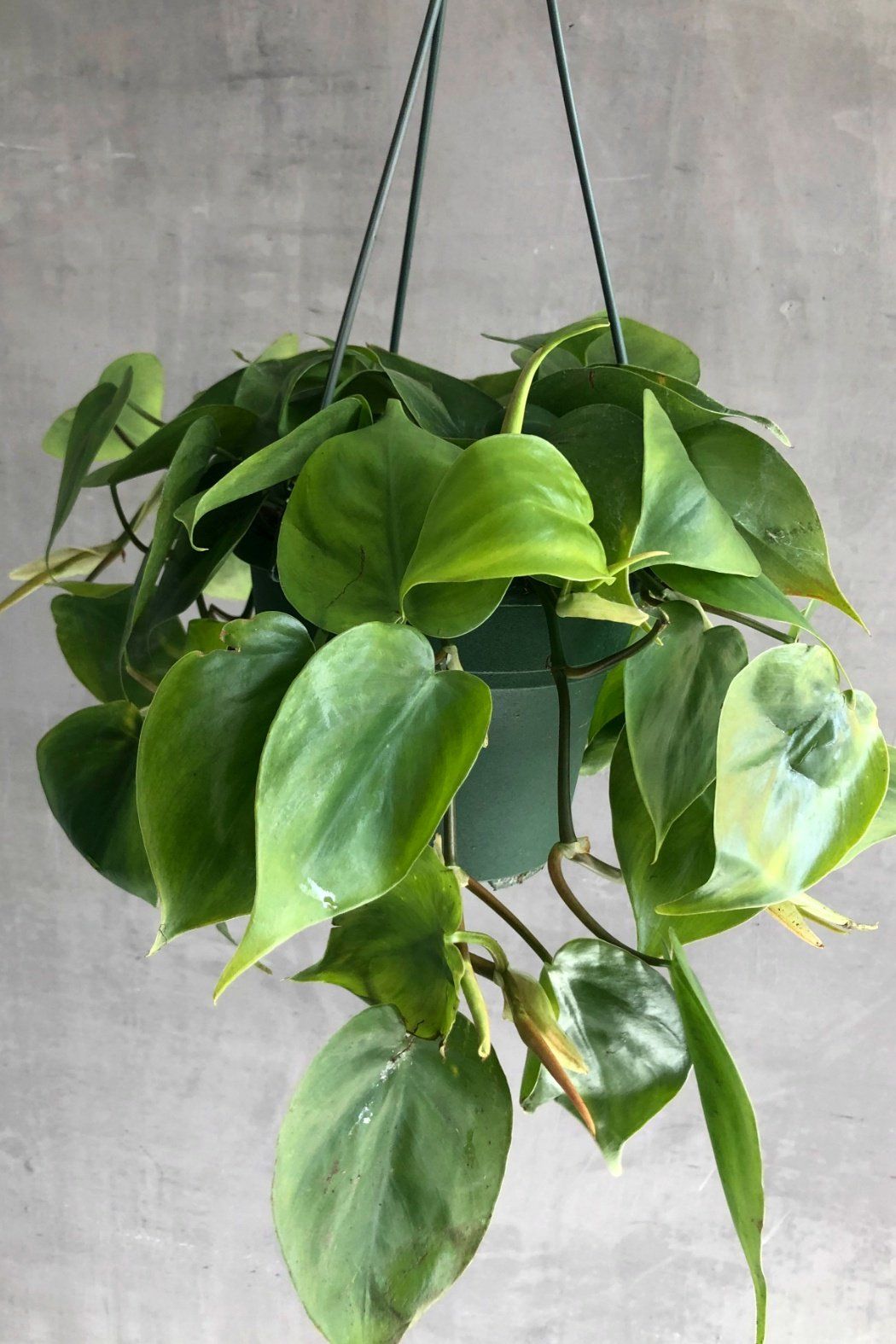 Philodendron Cordatum