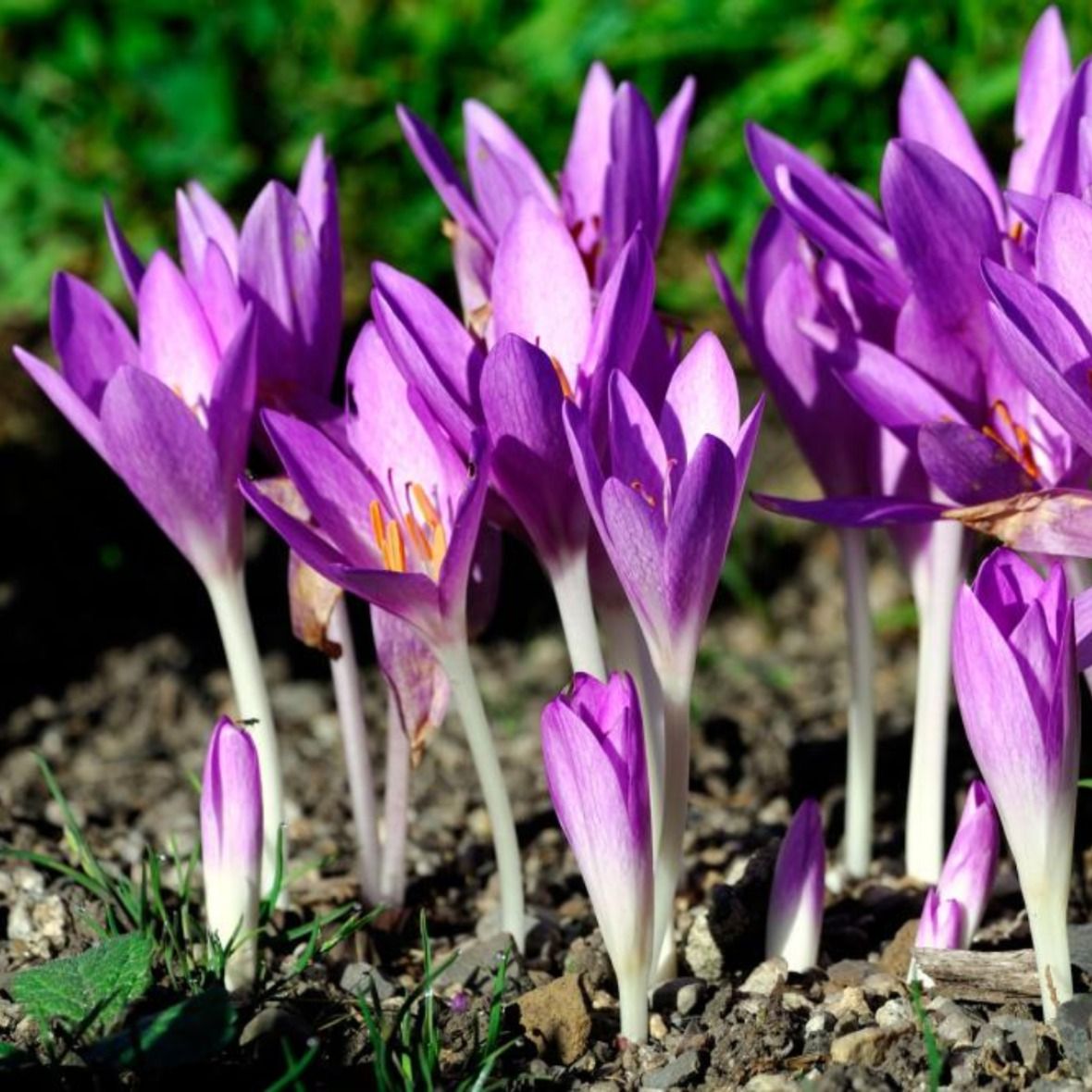 Autumn Crocus