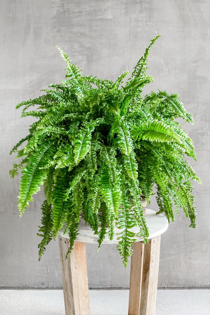 Button Fern Plants