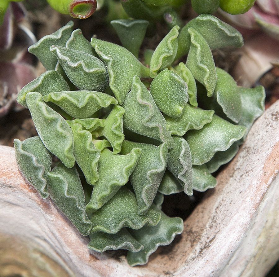 Crinkle leaf plant