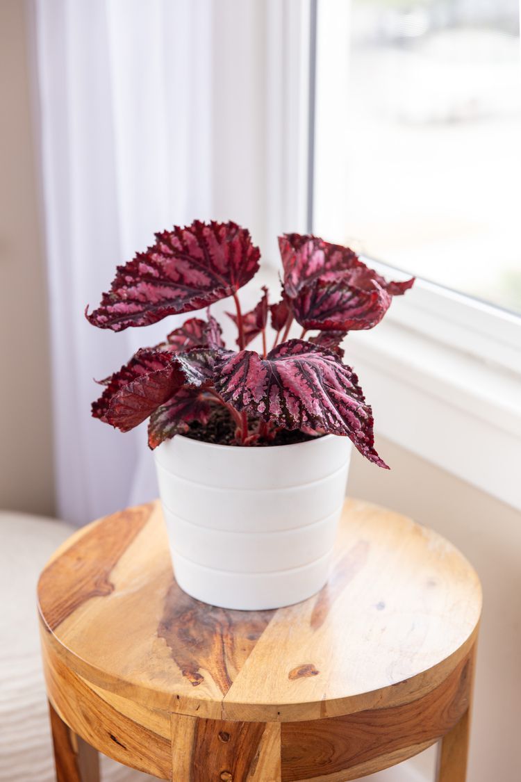 Rex Begonia