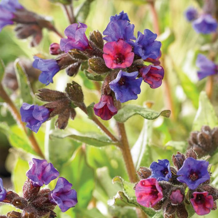 Pulmonaria