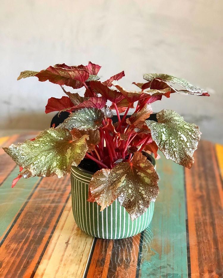 Rex Begonia