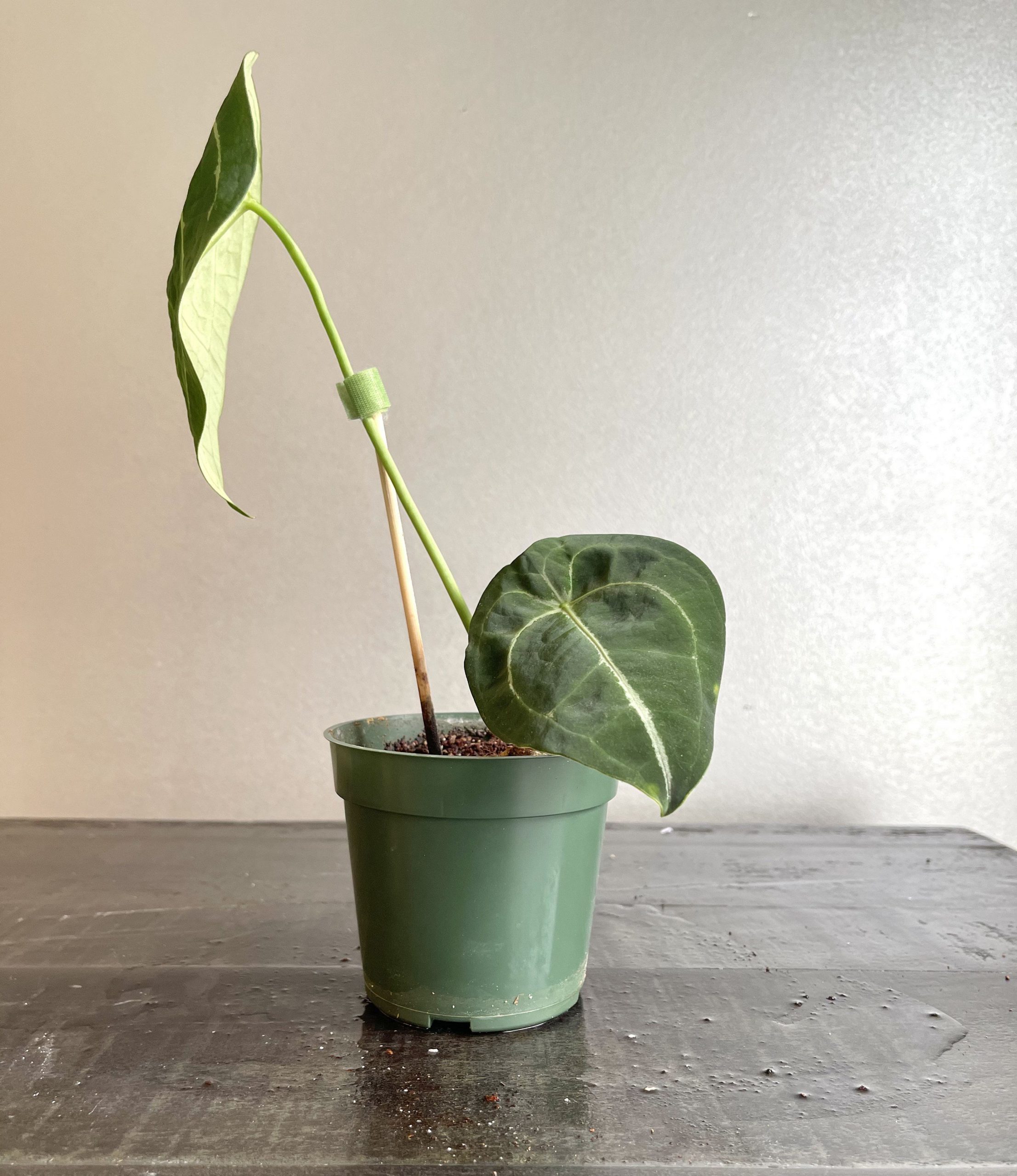 Anthurium regale