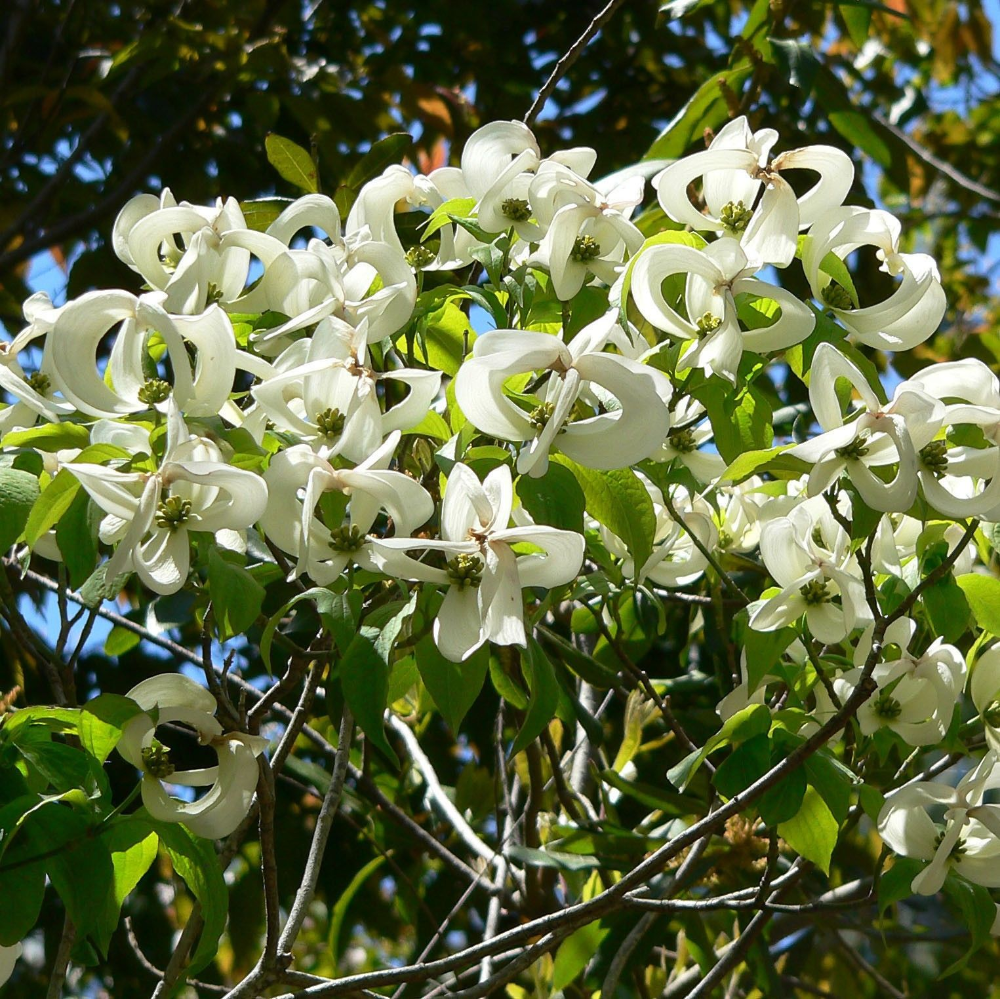 Mexican Flowering Dogwood