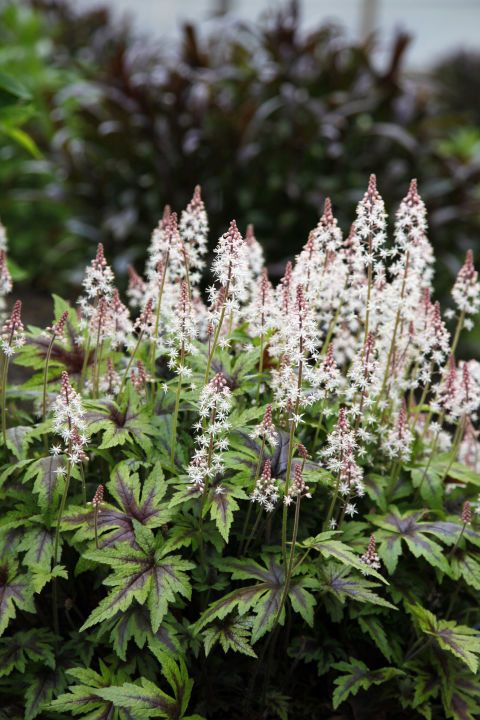 Foamflowers