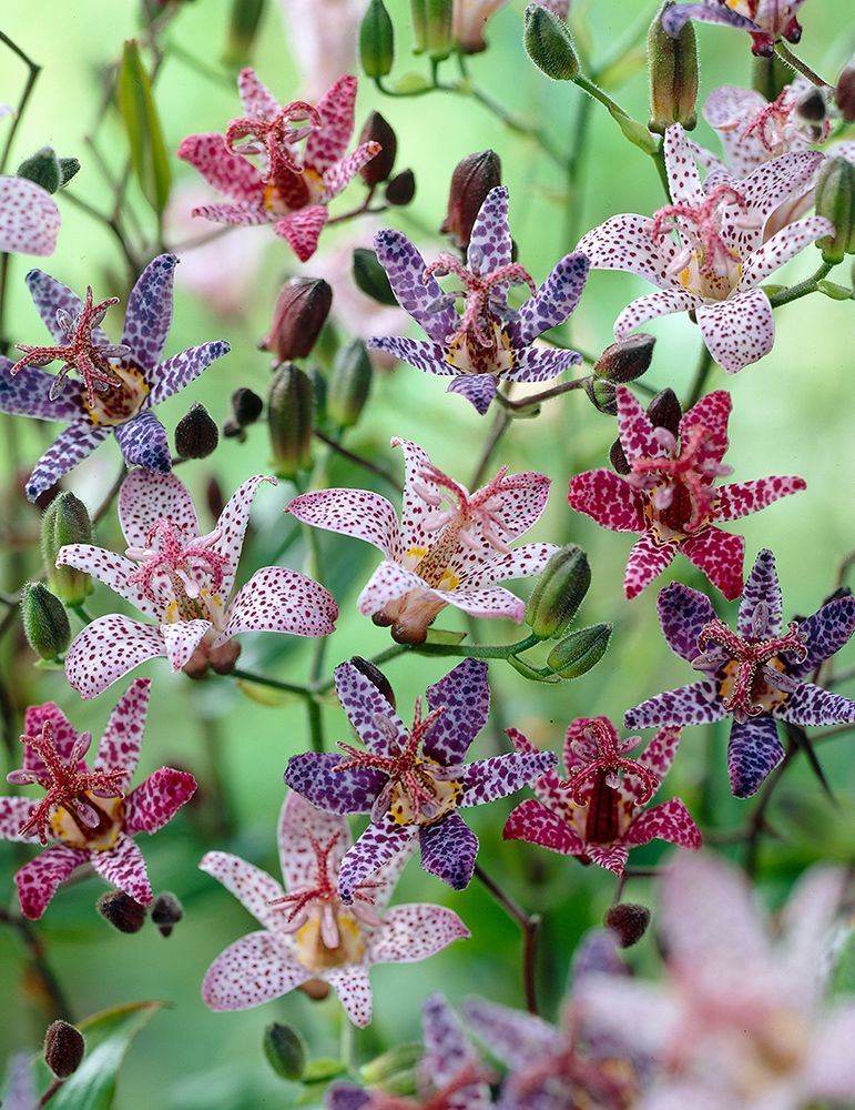 Toad Lily