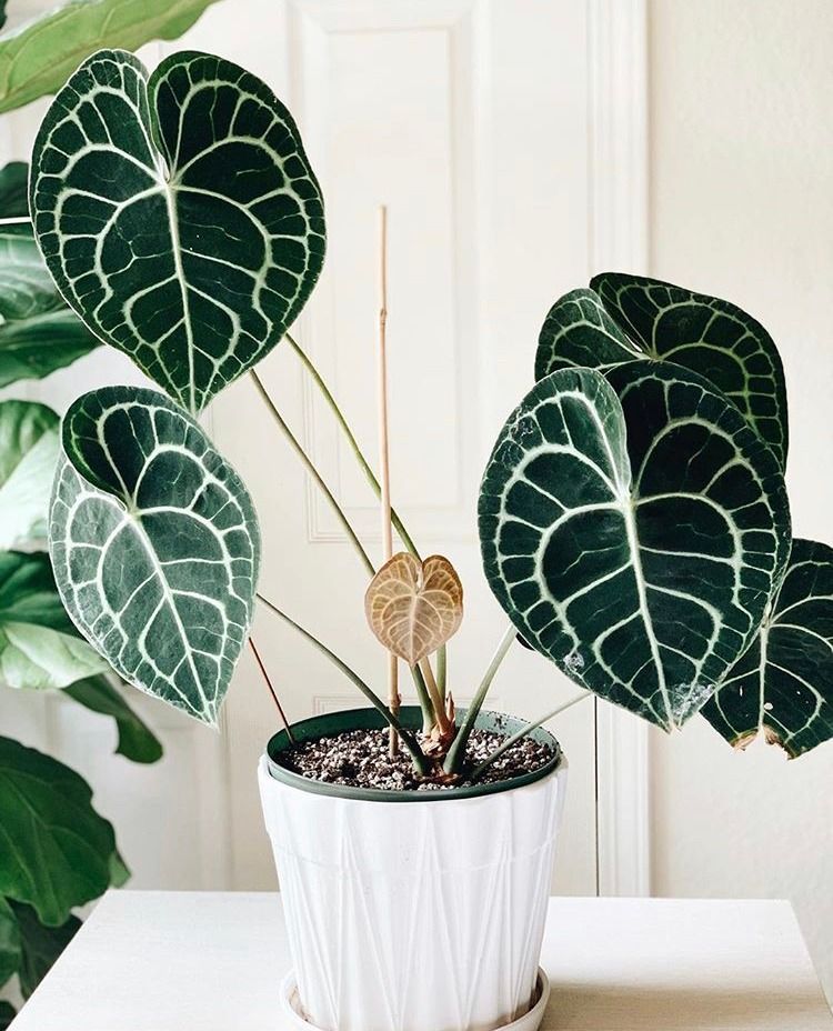 Anthurium clarinervium