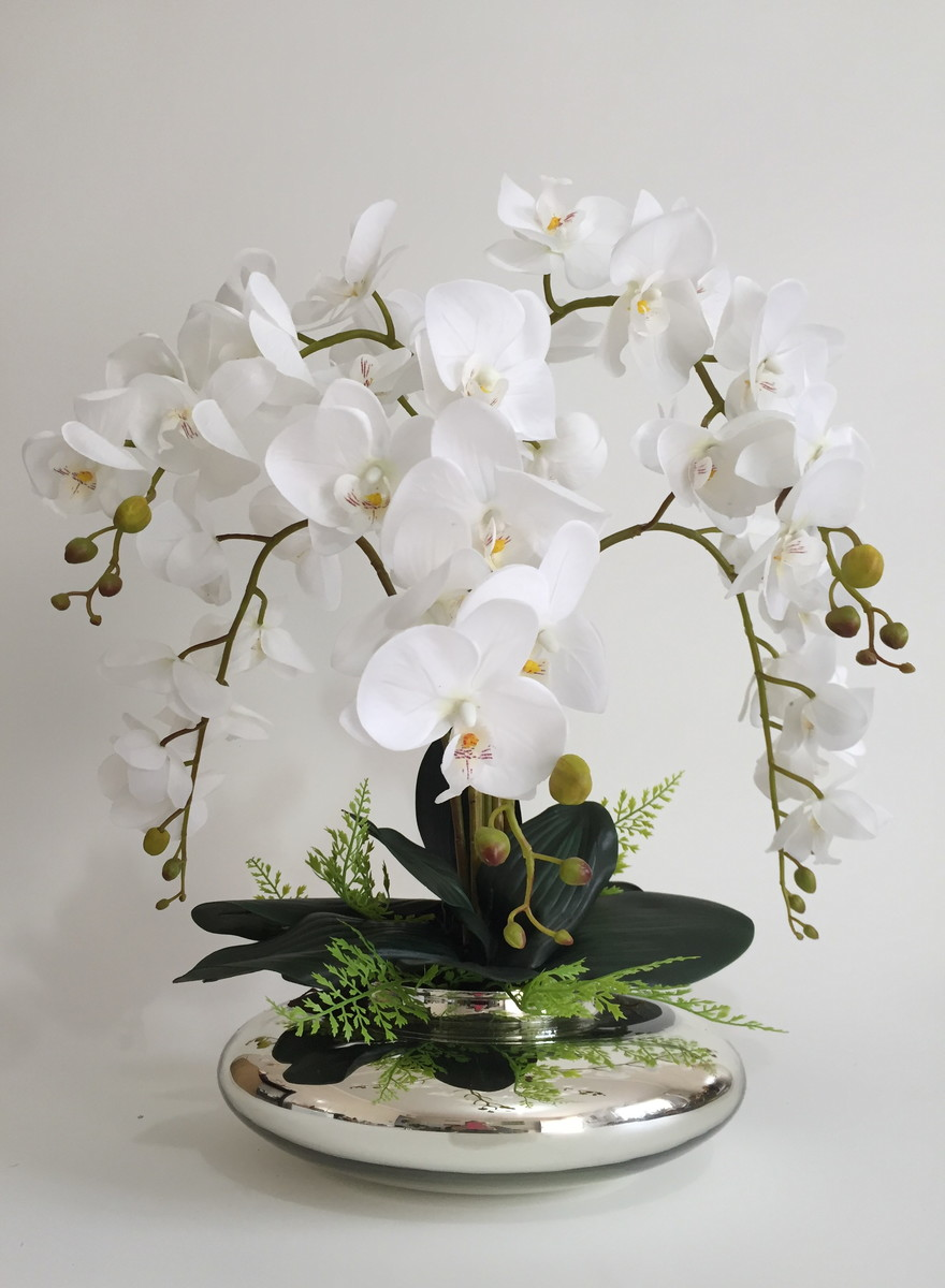 Orchid Plants