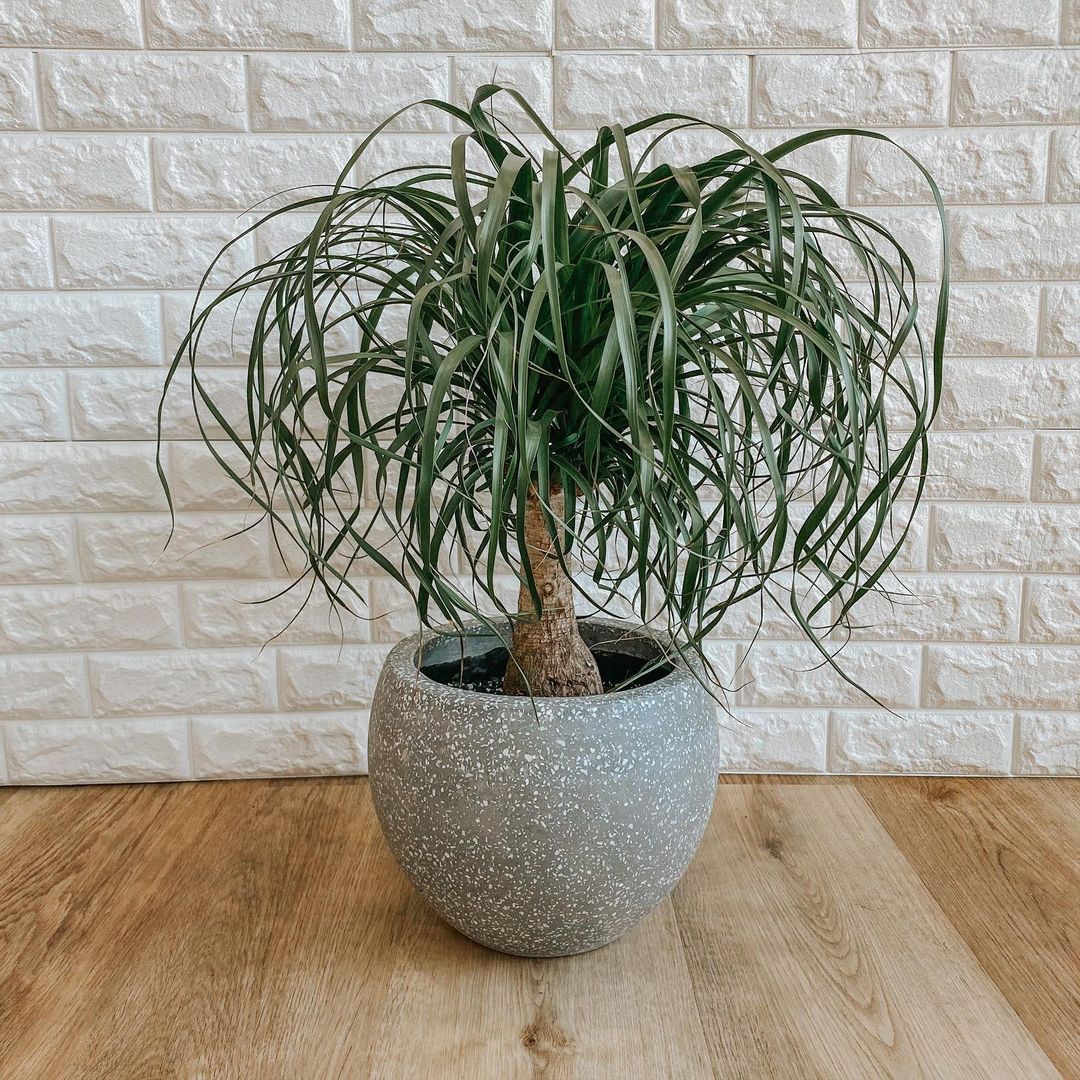 Ponytail Palm