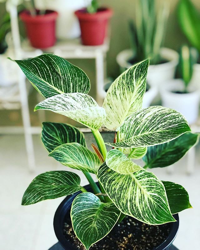 Philodendron