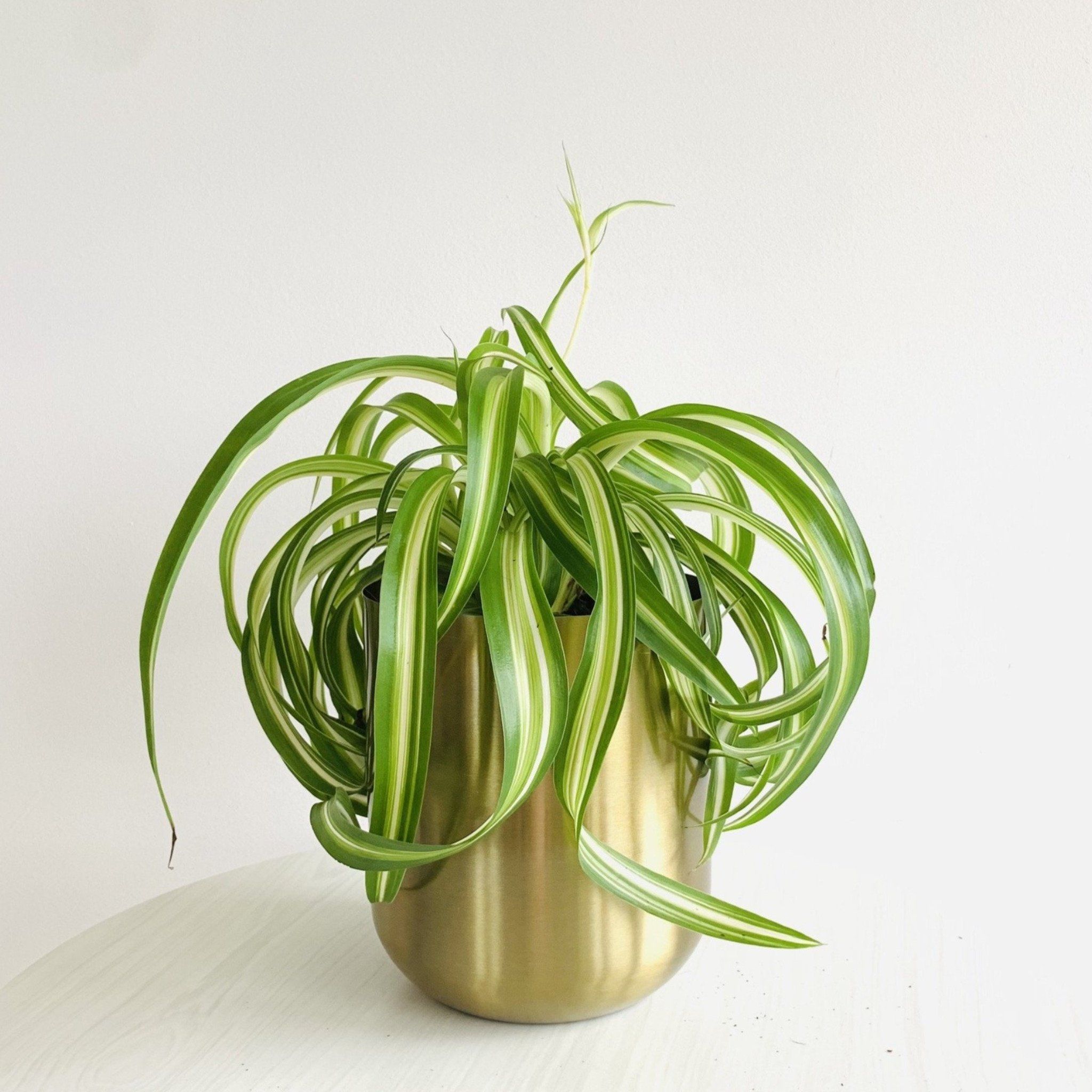 Spider Plants