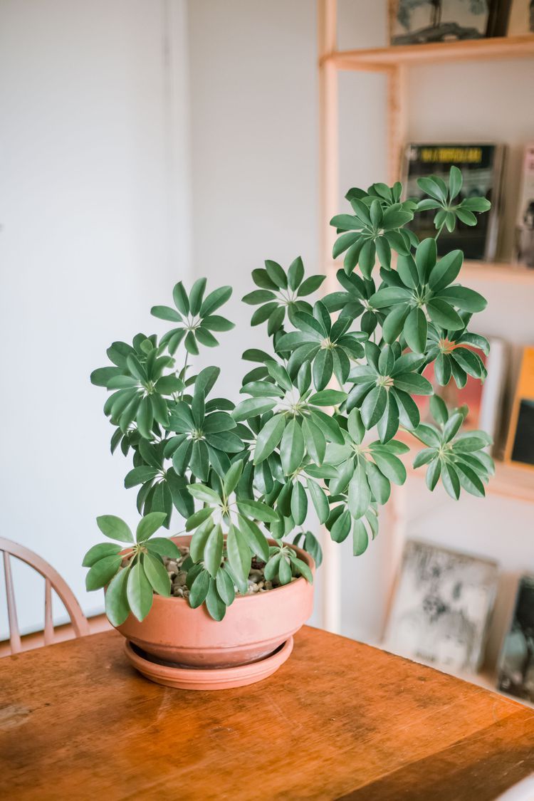 Umbrella Plant