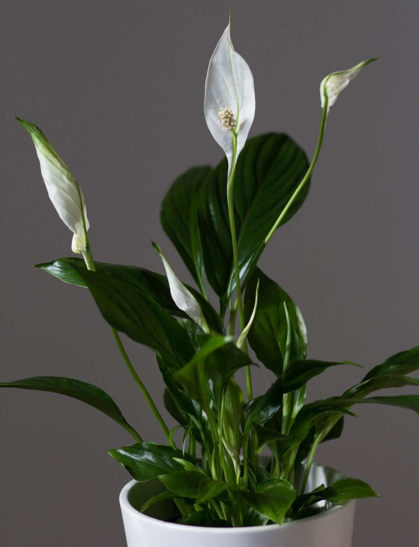 Peace Lily