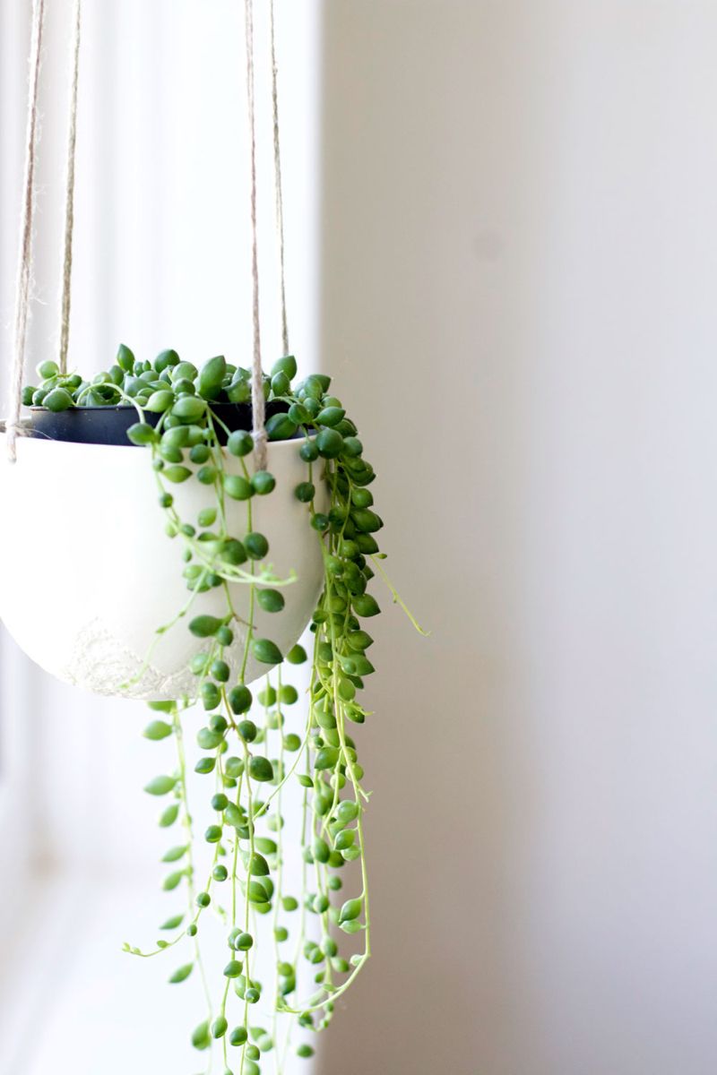 String of Pearls