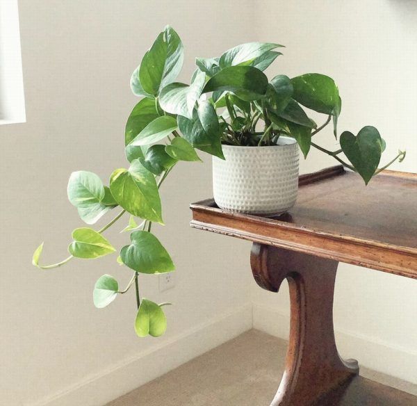 Golden Pothos