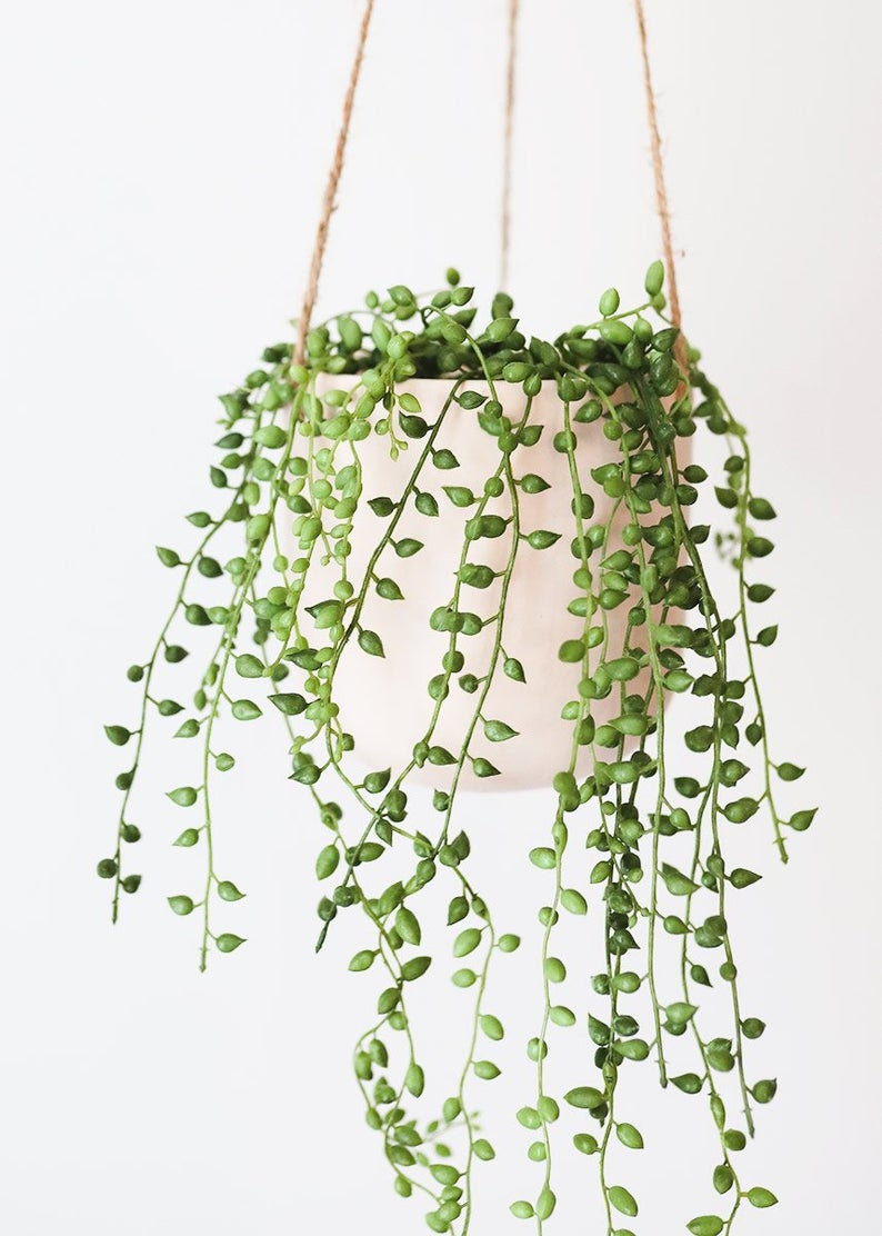 String of Pearls