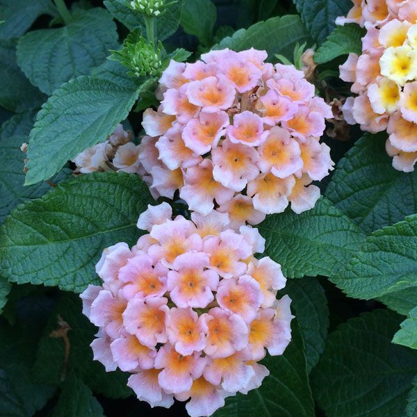 Lantana