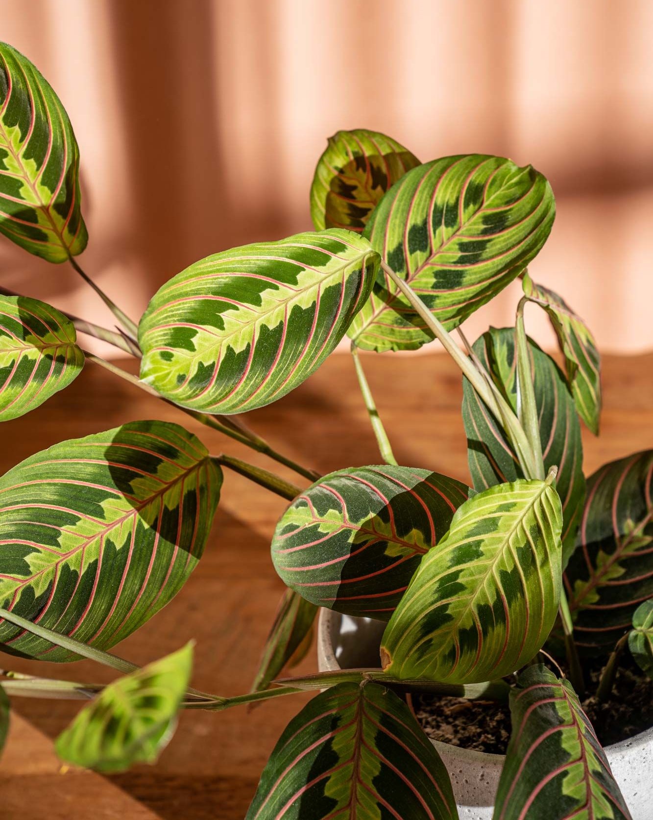 Prayer Plant