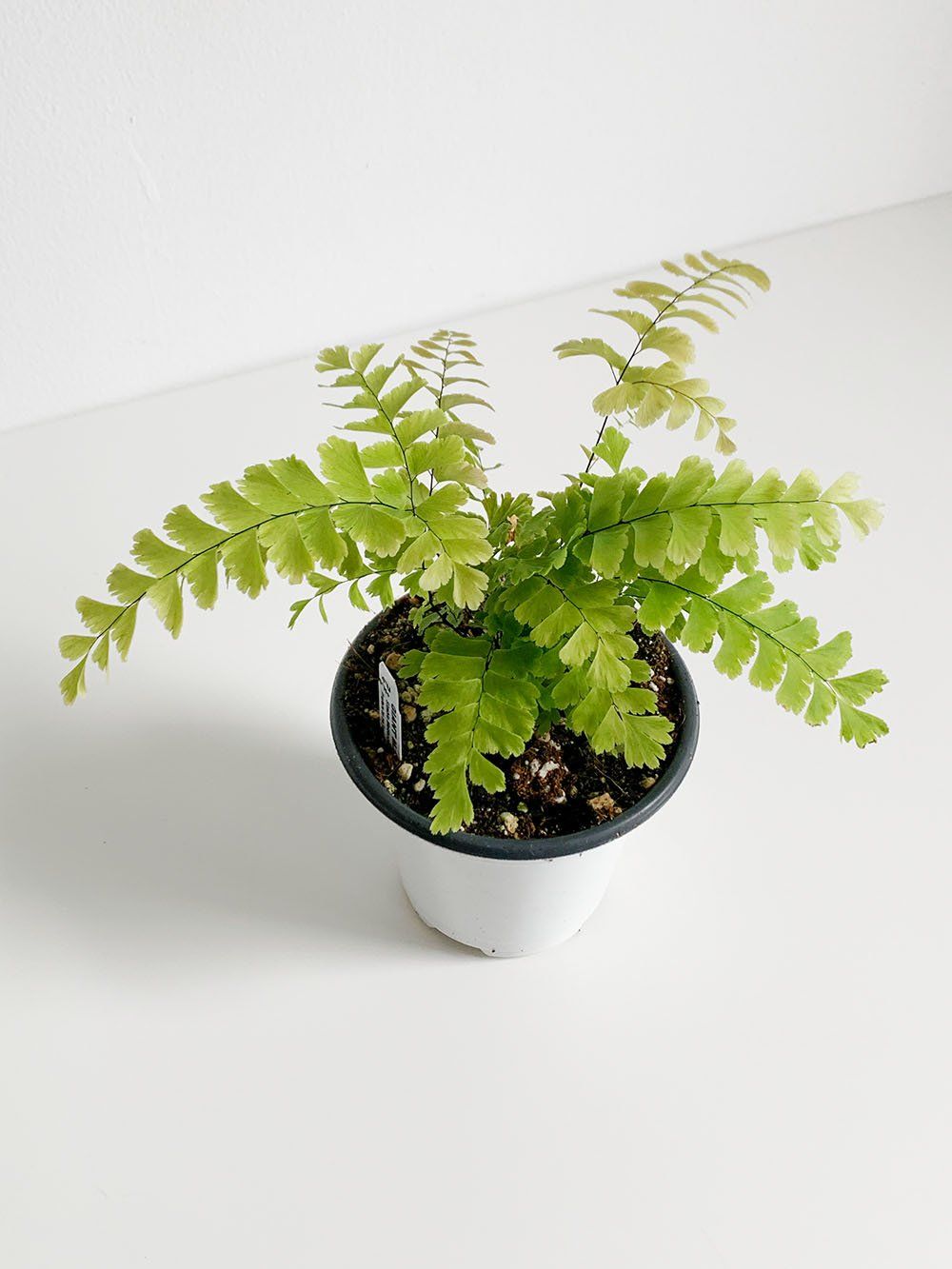 Giant maidenhair fern