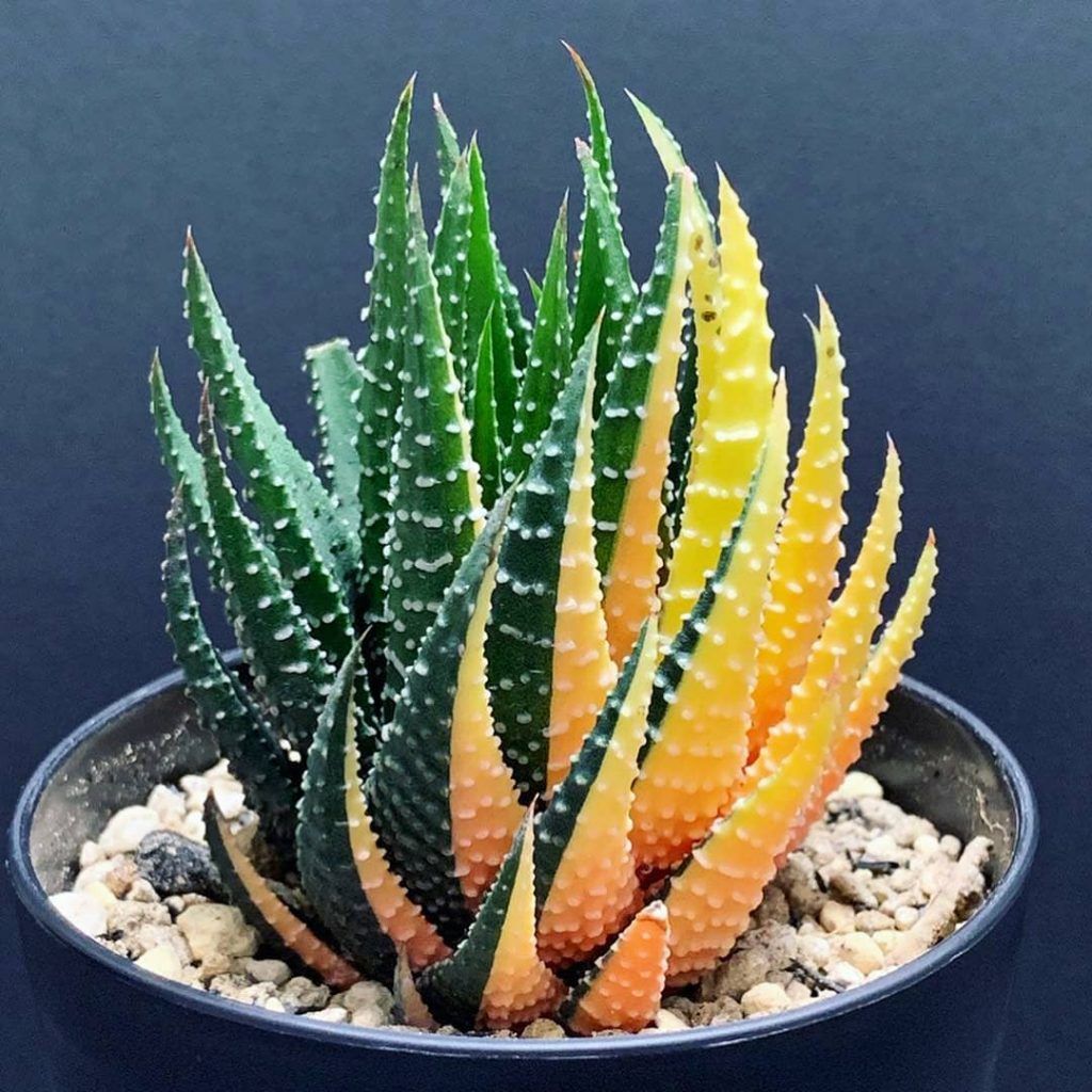 Zebra Cactus