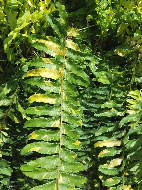 Boston Tiger ‘Fern’