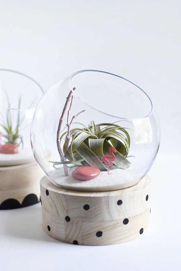 Air Plants