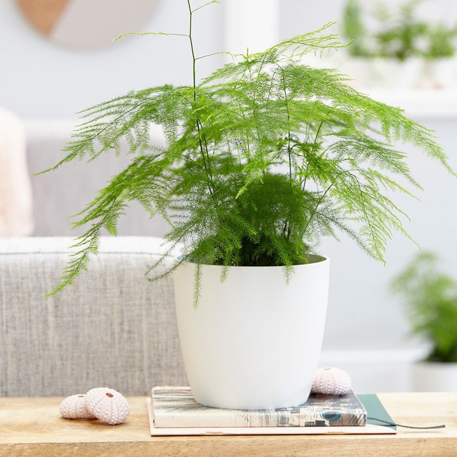 Asparagus fern