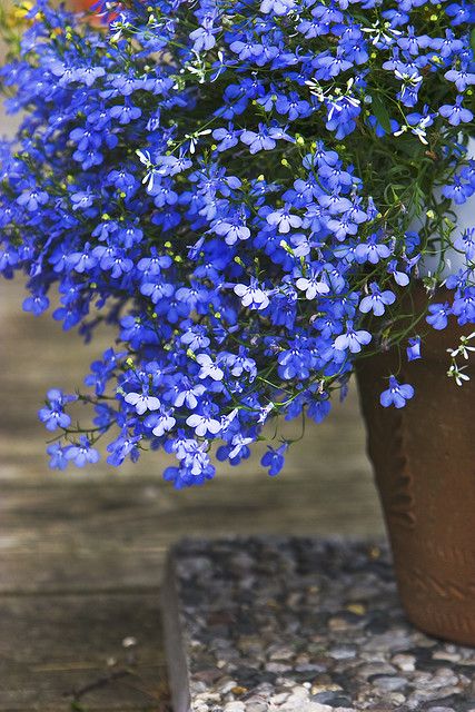 Lobelia