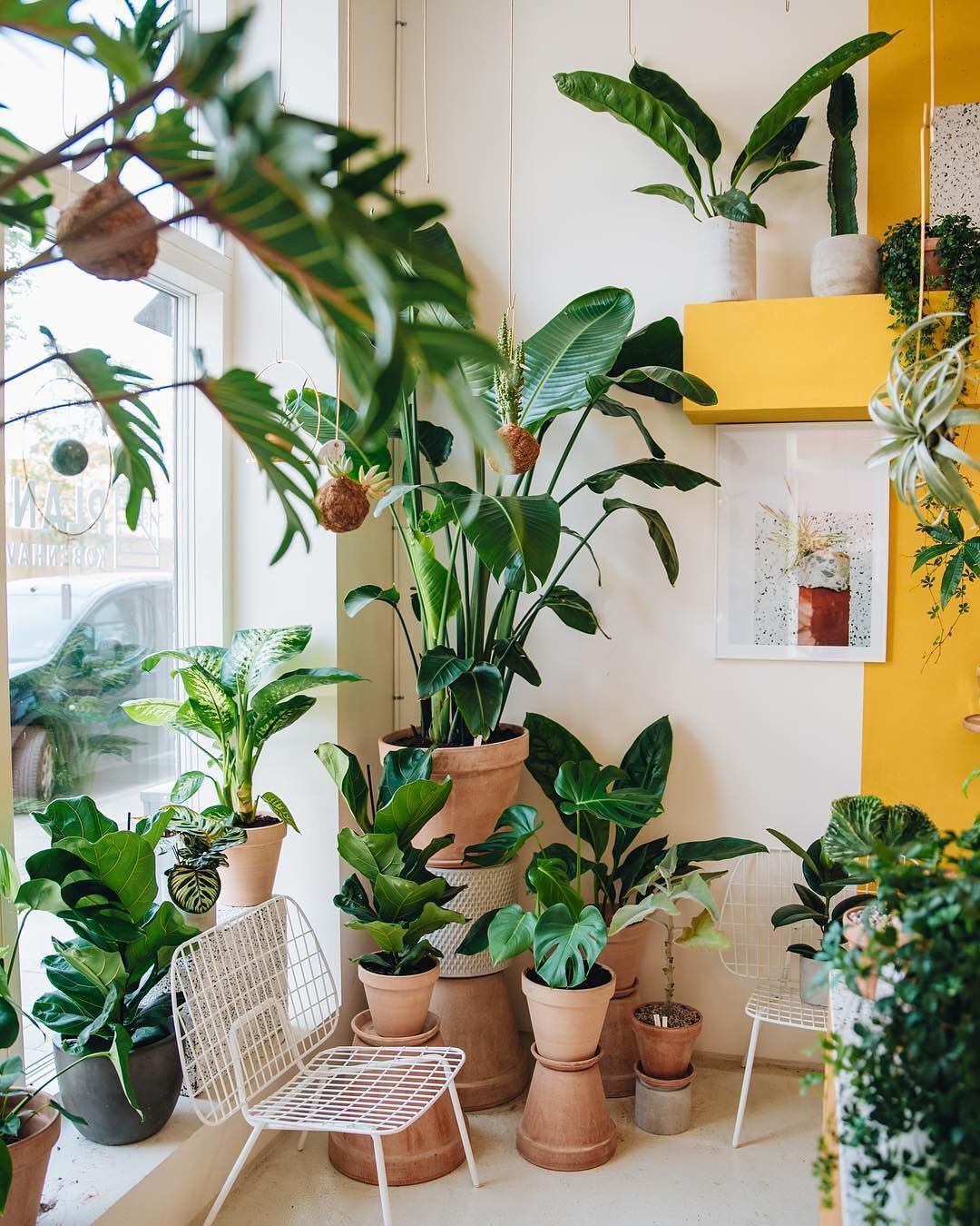 Install Faux Plant or Living Plant