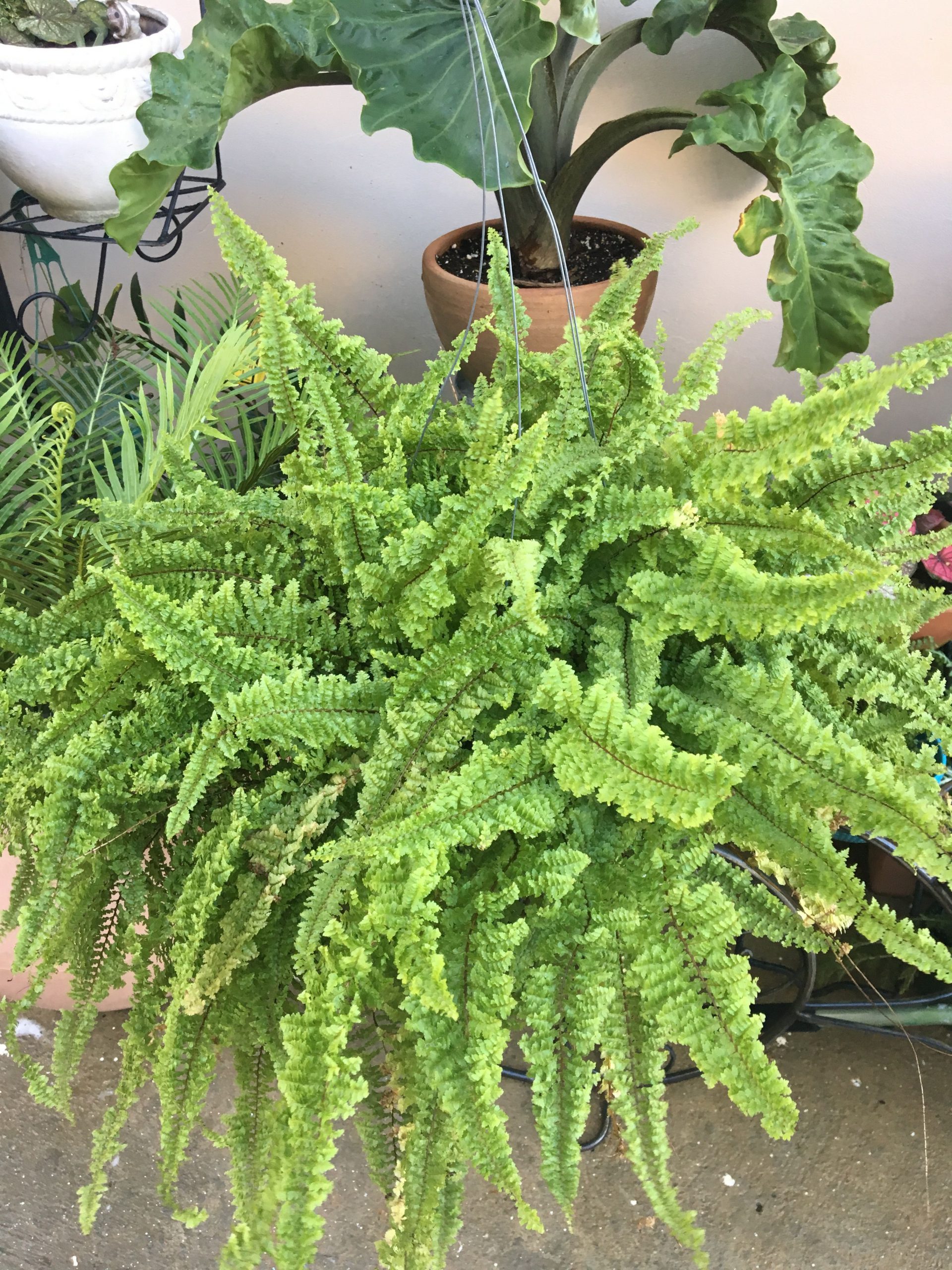 Fluffy Ruffles ‘Fern’