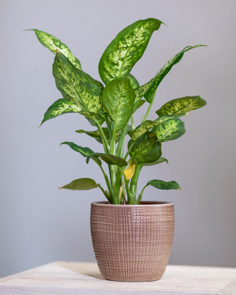 Dieffenbachia