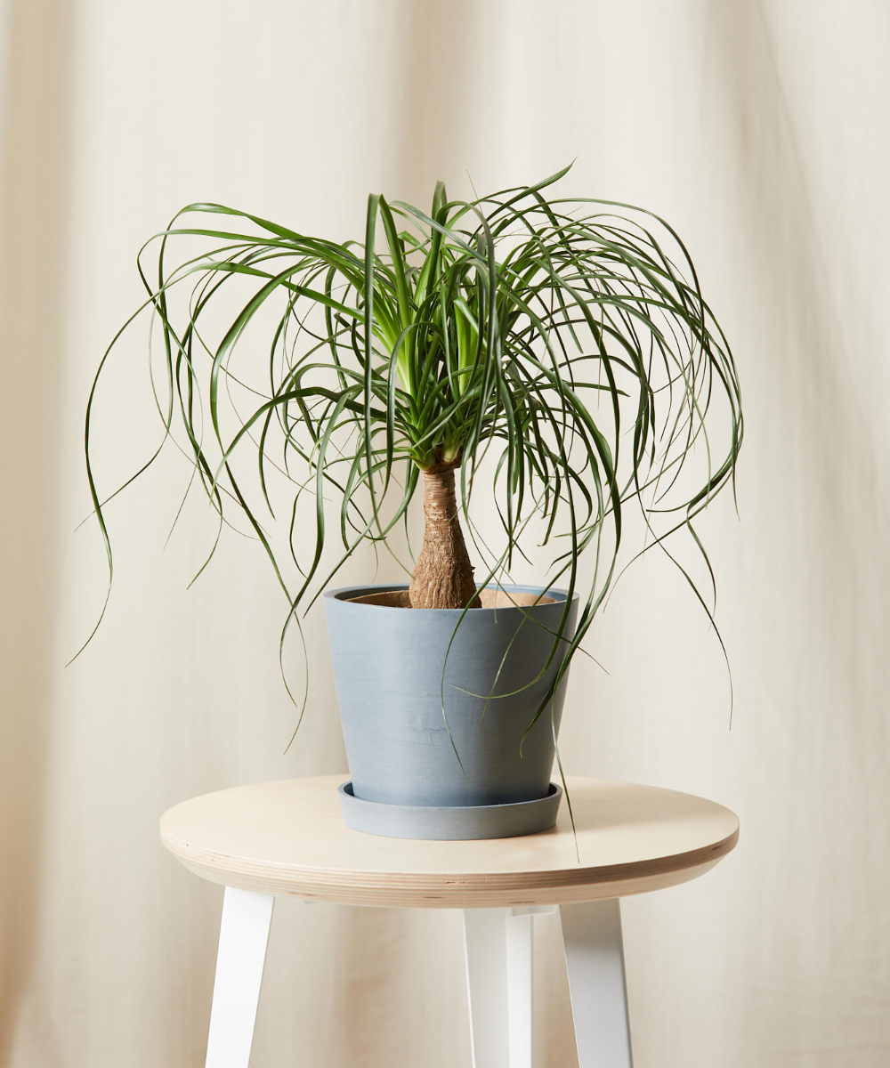 Ponytail palm