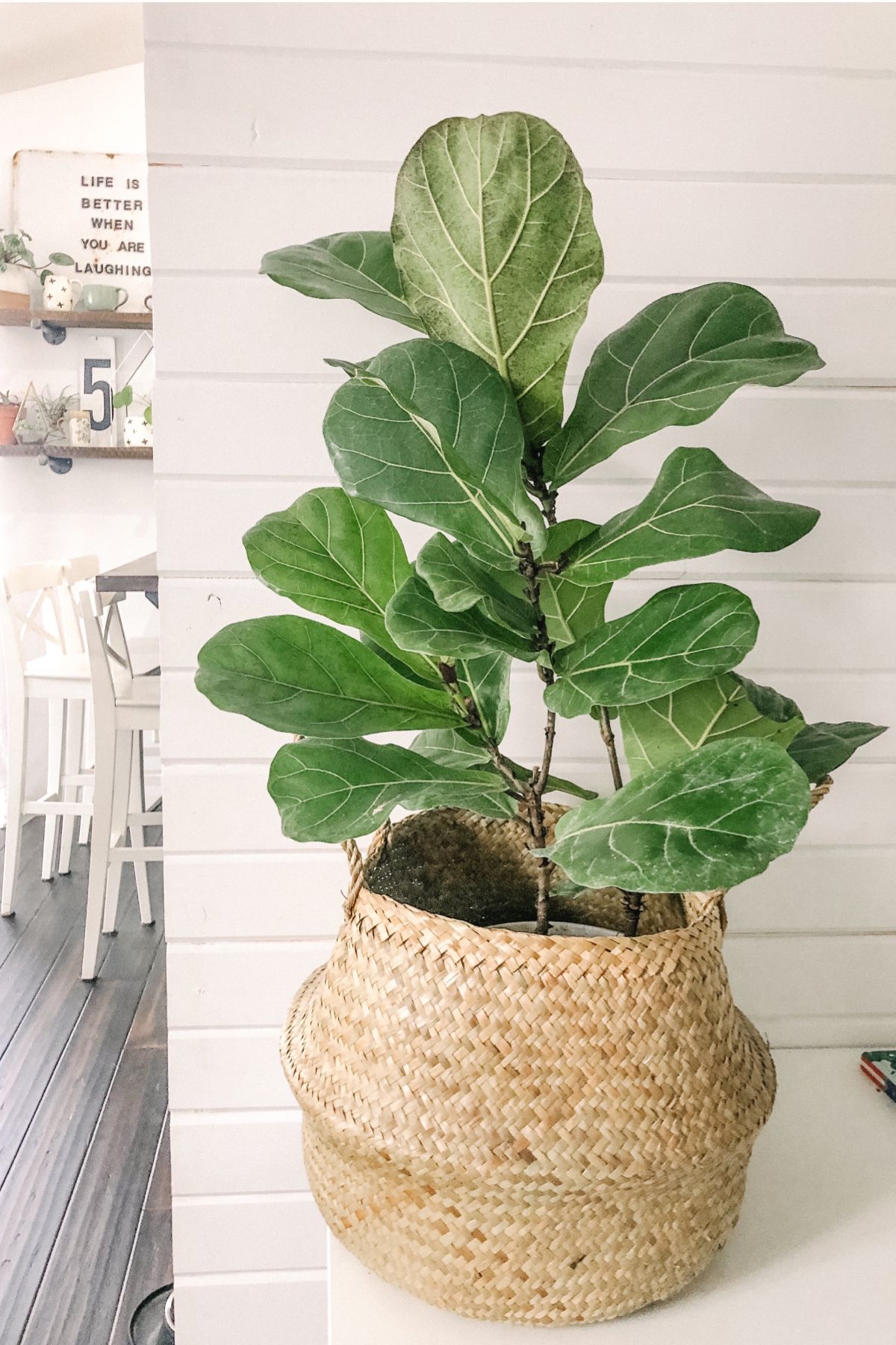 Fiddle Leaf