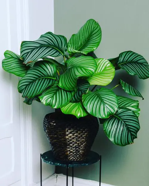 Calathea Orbifolia