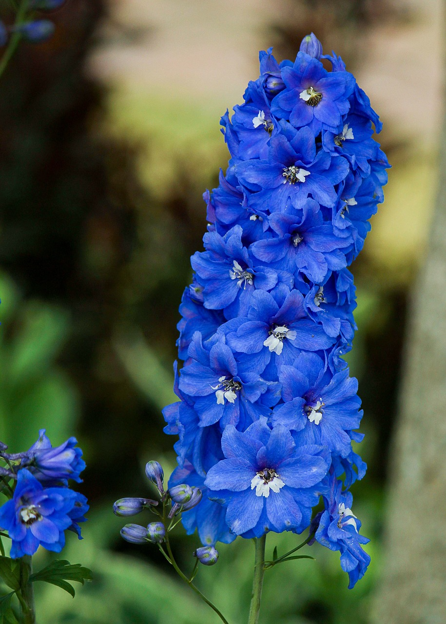 Larkspur