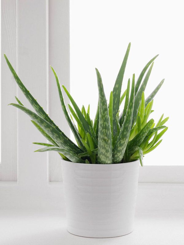 Aloe vera