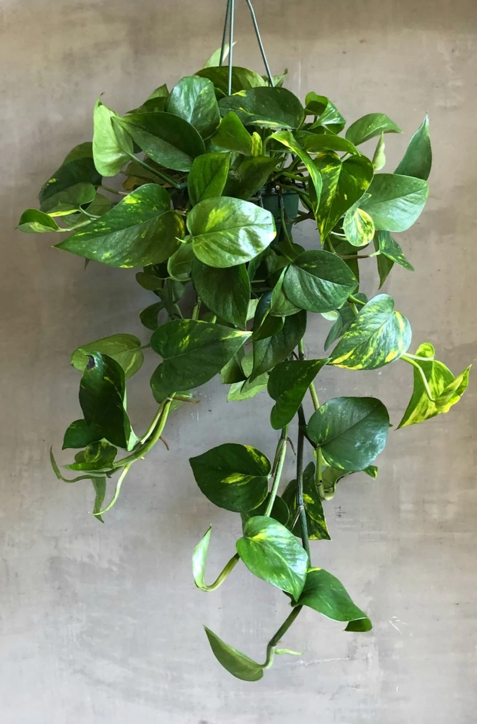 Golden Pothos