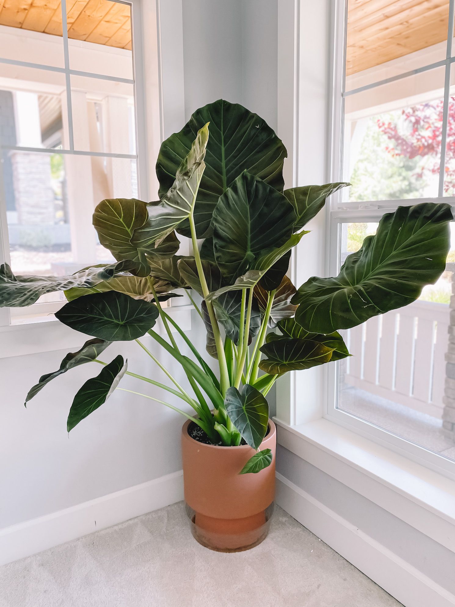 Elephant Ears