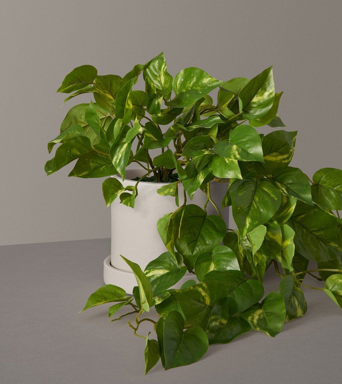 Golden Pothos