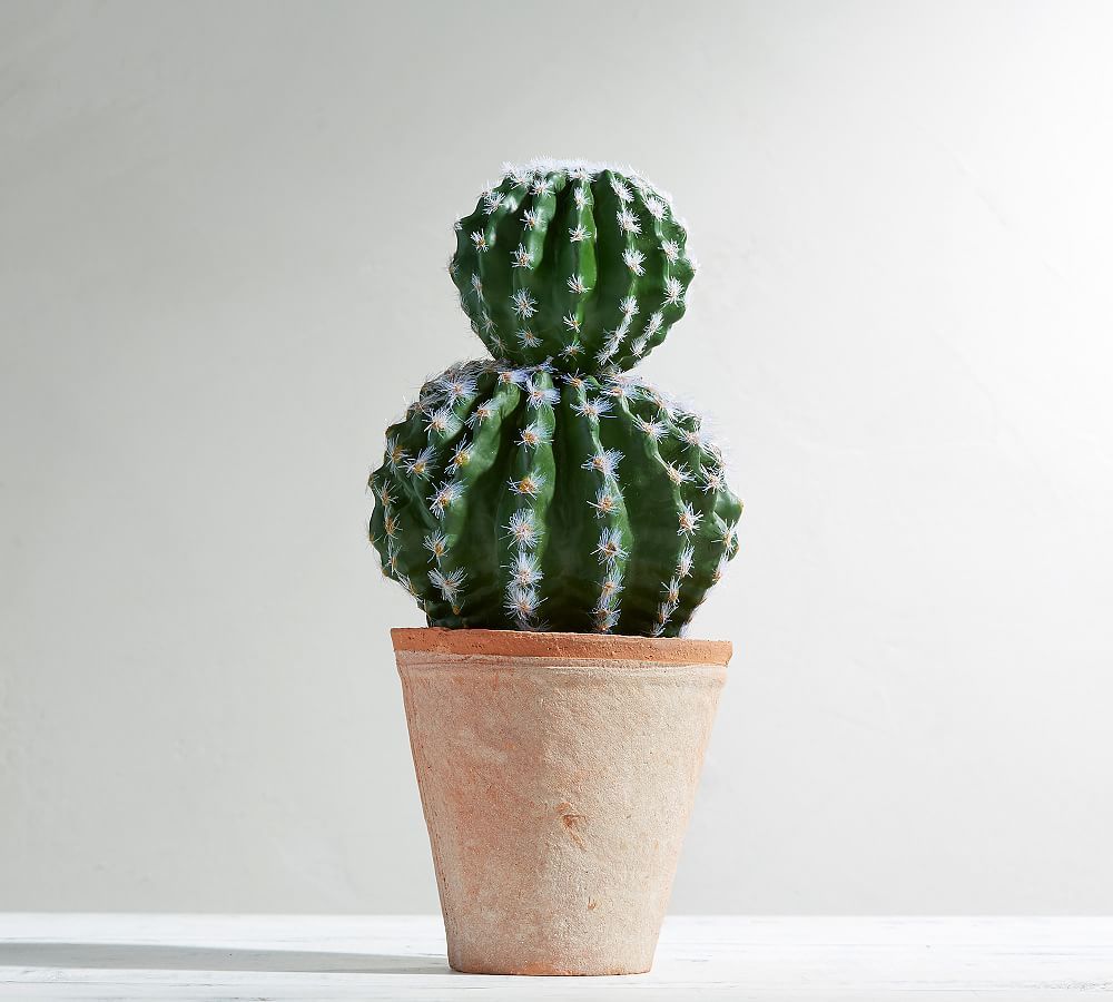 Ball cactus