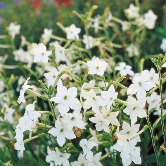 Nicotiana