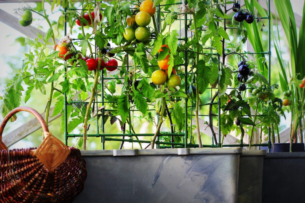 Vegetable Garden on Your Balcony : Create a Healthy Lifestyle Easily