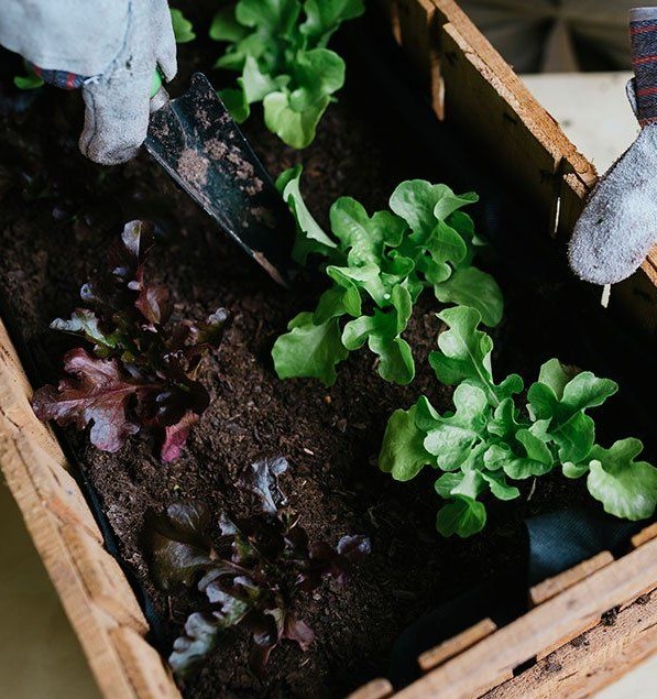 Transplant The Seedlings in The Garden