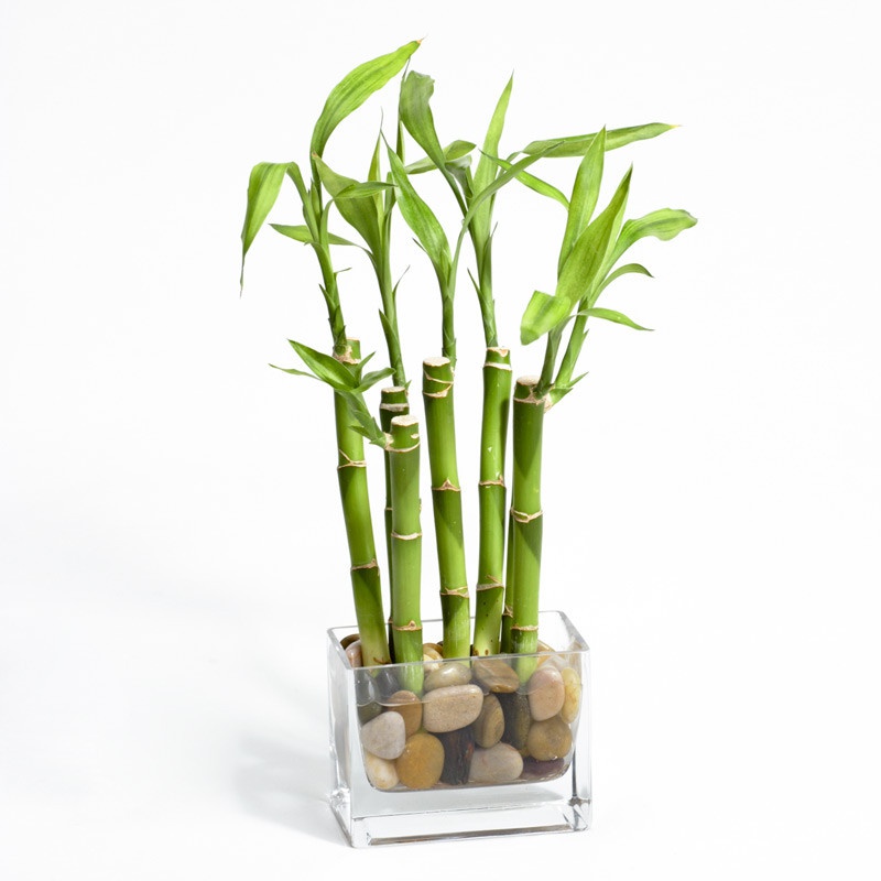 Bamboo as an Aesthetic Ornamental Plant for Your Home