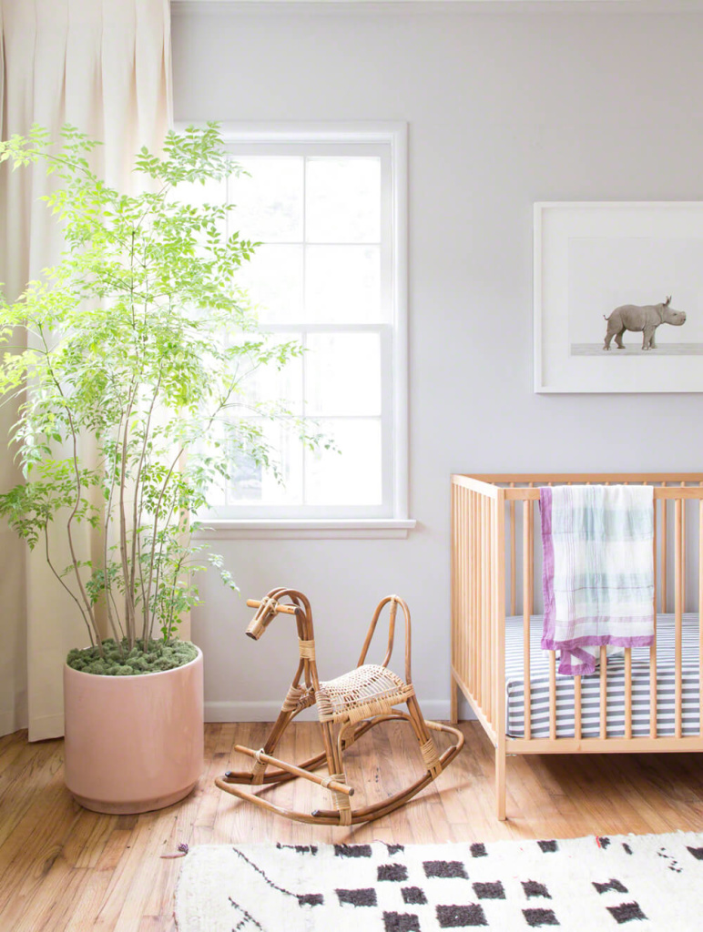 Ornamental Plants to Refresh Your Children Bedroom